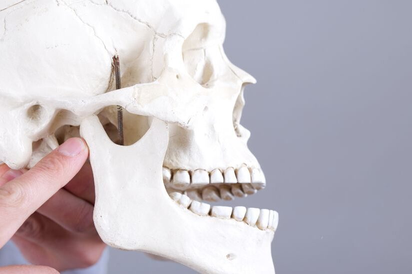 tmj-nedir TMJ nedir sorusunu açıklayan çene eklemi bölgesini gösteren anatomik kafatası modeli, dr onur ademhan oral and maxillofacial surgeon