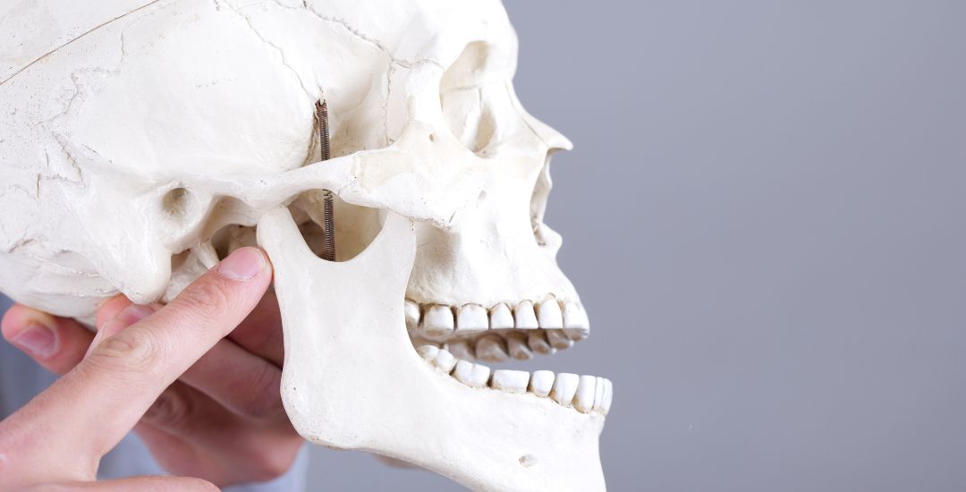 TMJ nedir sorusunu açıklayan çene eklemi bölgesini gösteren anatomik kafatası modeli, dr onur ademhan oral and maxillofacial surgeon